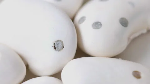Beetle tries to get out of white beans. Stock Footage 121557245