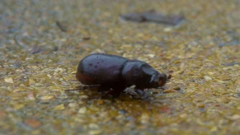 Beetle Trying to Find Dry Place in Rain Stock Footage 70800282