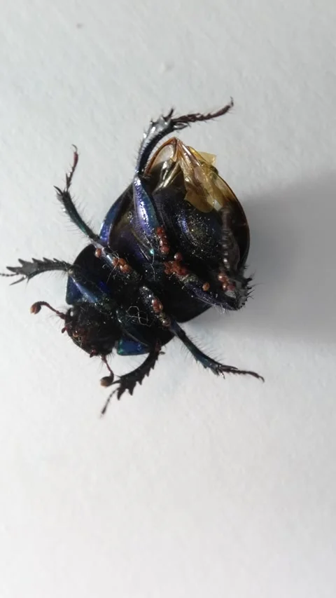 The beetle is trying to turn over from its back to its paws, parasites on the be Video stock 279174692