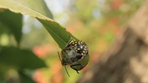 Beetle turn around on leaf Stock Footage 84728847