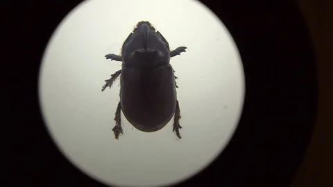 A Beetle Under The Lens Stock Footage 98304611