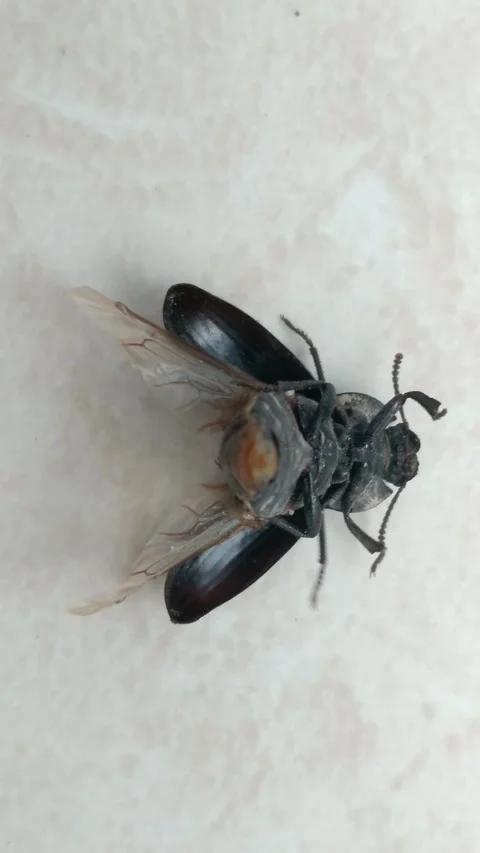 Beetle upside down and spread wings. Video stock 155758295