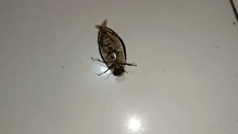 A beetle upside down and thrashing on the tiles at night Stock Footage 222760022