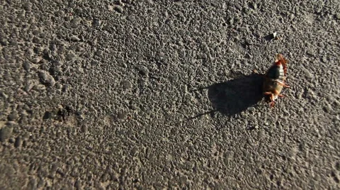 Beetle upside down Stock Footage 49939970