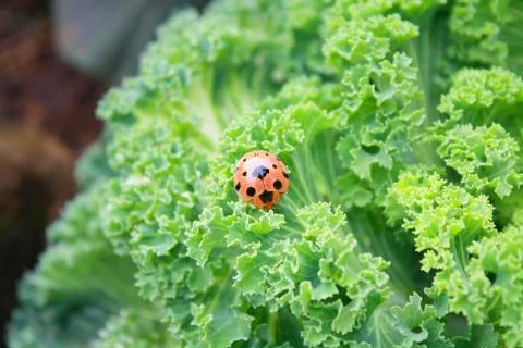 A beetle on vegetable and eating it Stock Photos