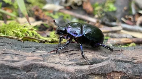 Beetle Video Stock Footage 154758158