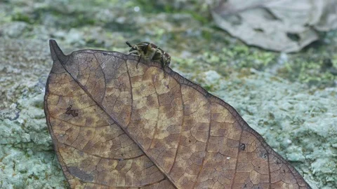 Beetle waling on the leaf Stock Footage 79655891
