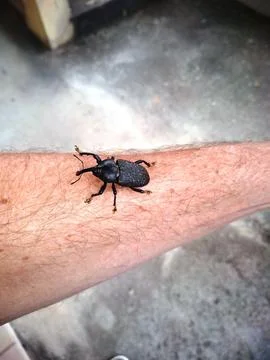 Beetle walking on the arm Stock Photos