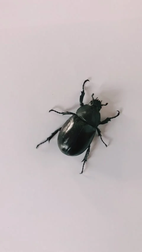 Beetle walking on a blank and smooth background Stock Footage 168273657