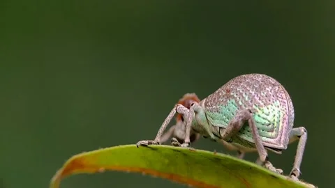 Beetle walking on the leaves Stock Footage 250411269