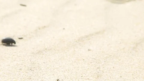 Beetle walking on a sunny day in the beach Stock Footage 72064301