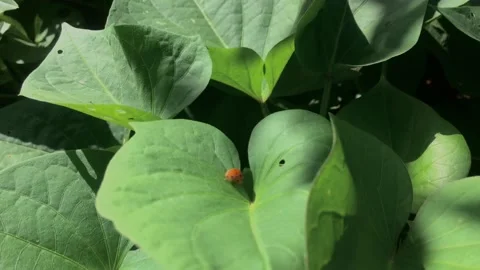 Beetle walking on the top of leaves Vídeo Stock 229611815