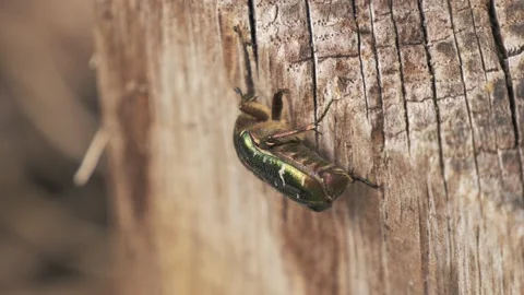 Beetle walking on a tree trunk in a garden Stock Footage 211805119