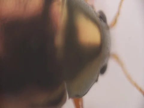 Beetle Walks 動画素材 77553798