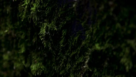The beetle walks on wall covered with green moss Video stock 126585004