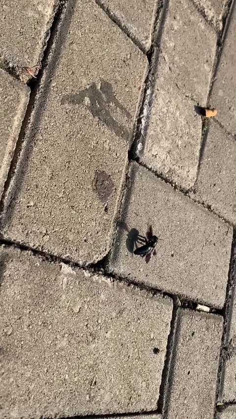 The beetle walks while trying to fly Stock Footage 260454199