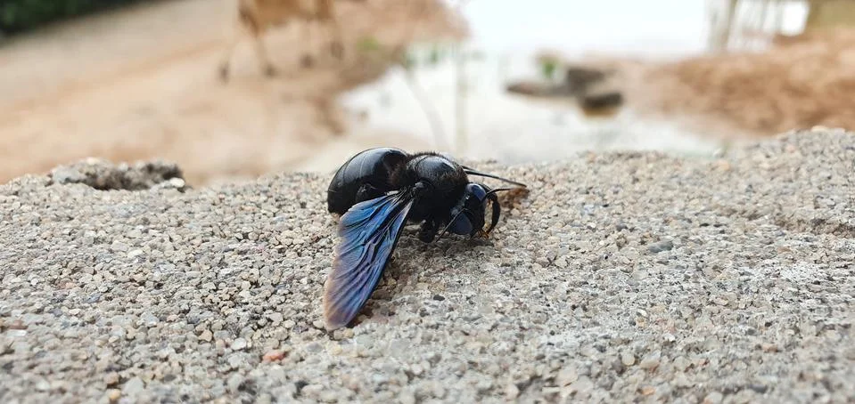 Beetle on the wall. Foto stock