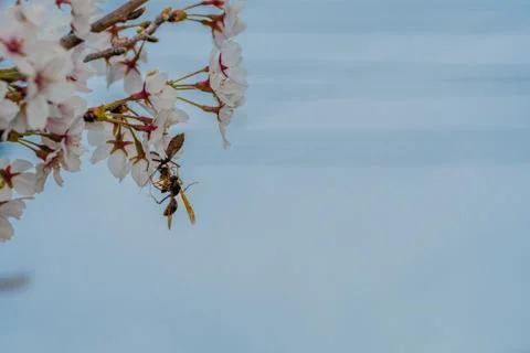Beetle, wasp and bee on cherry blossom Stock Photos