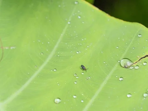 A beetle in water drop on elephant ear leaf Stock Photos