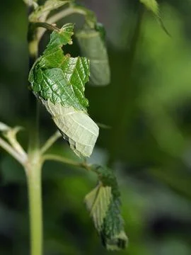 Beetle weaves eggs from a  leaf Stock-Fotos