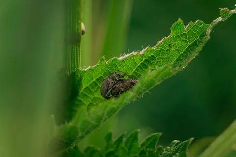 Beetle weevil (Otiorhynchus) on a leaf. Close-up view of the insect Stock Photos