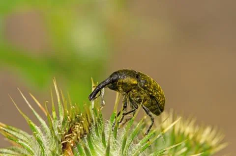 Beetle weevil sitting on burdock Stock Photos