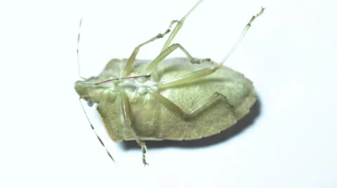 Beetle on a white background Vidéo 58175523