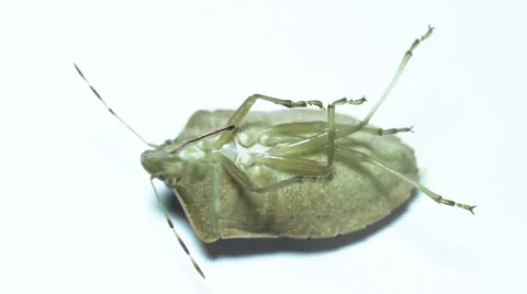 Beetle on a white background Video stock 58175535