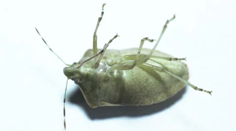 Beetle on a white background Vidéo 58175537