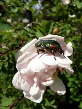Beetle on white flower Foto stock