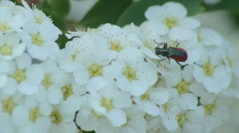Beetle on White Flowers Video stock 10733398