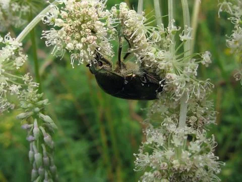 Beetle on white flowers Stock Photos