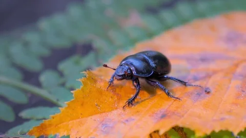 Beetle in the wild. Insect stag beetle on yellow leaf Stock Footage 80059171