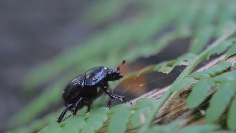 Beetle in the wild. Insect stag beetle 動画素材 80060192