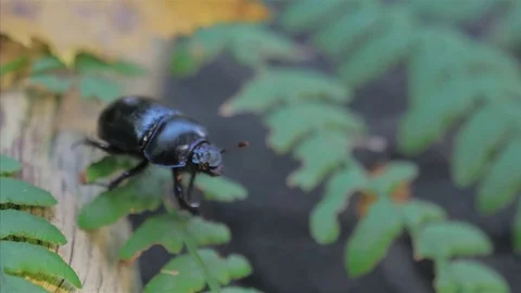 Beetle in the wild. Insect stag beetle on fern Stock Footage 80061240