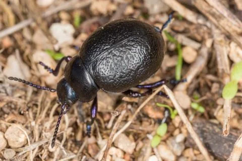 A beetle in the wild Stock Photos