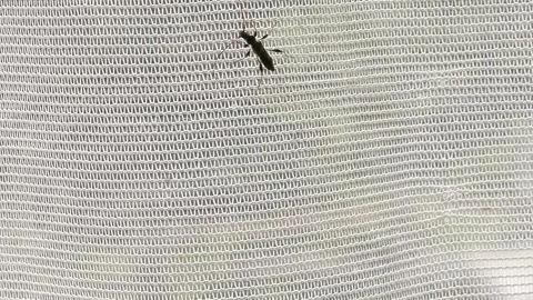 A beetle on a window curtain Stock Footage 144340886