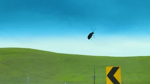 Beetle on Windshield Stock Footage 271396499