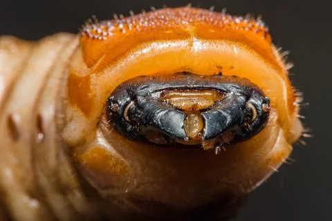 Beetle worm macro Stock Photos
