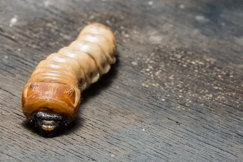 Beetle worm macro Stock Photos