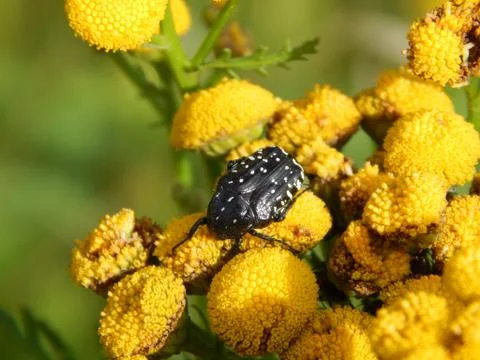 Beetle on yellow flowers (Oxythyrea funesta) Stock Photos