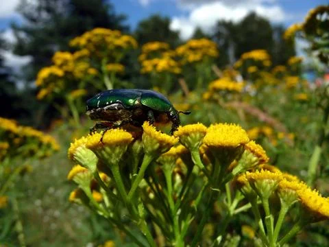 Beetle on yellow flowers Stock Photos