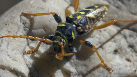 Beetle yellow stripes Vidéo 154555019