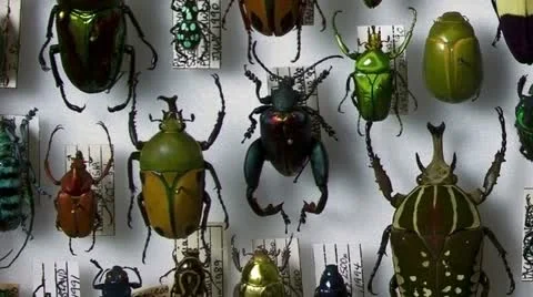 Beetles 1920x1080 Stock Footage 11146216