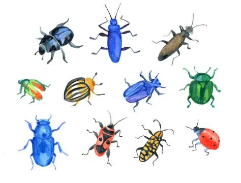 Beetles and bugs Set of different beetles and bugs Stock Illustration