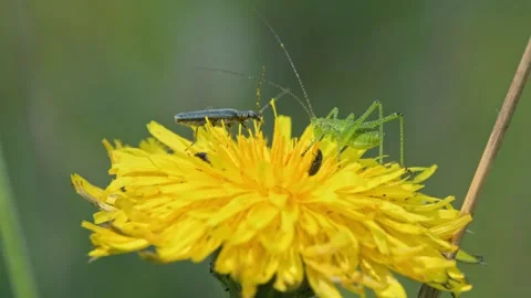 Beetles and cricket eating on dandelion flower 動画素材 346714345