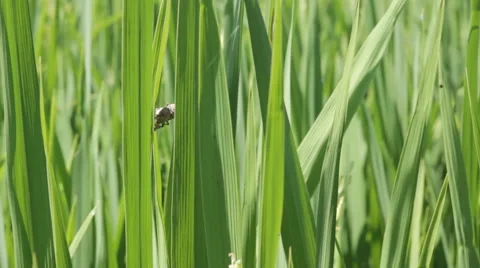 Beetles are breeding in rice fields. Stock Footage 45380235
