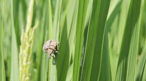 Beetles are breeding in rice fields. Stock Footage 45392144