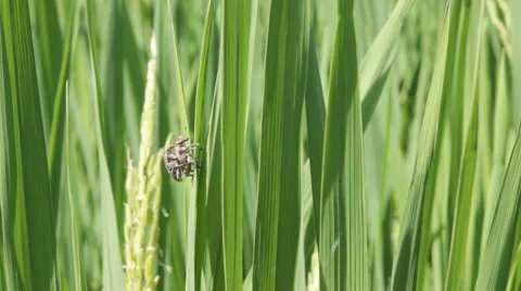Beetles are breeding in rice fields. Stock Footage 45393665