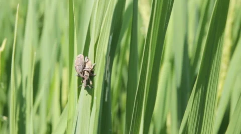 Beetles are breeding in rice fields. Stock Footage 45400919